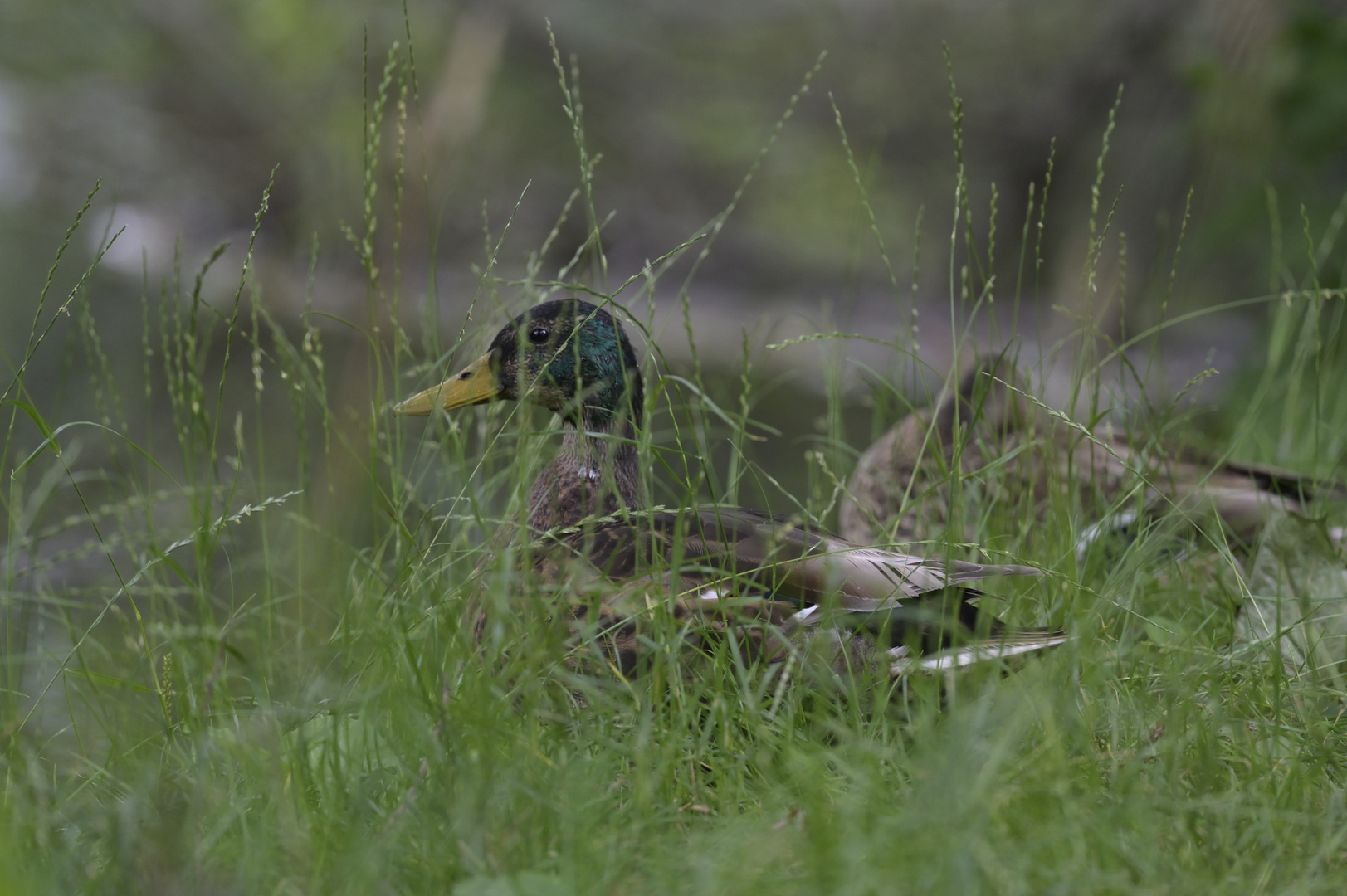 Stockente im Gras