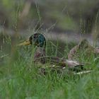 Stockente im Gras