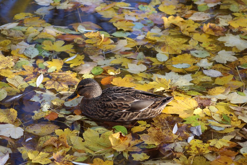 Stockente im Herbst