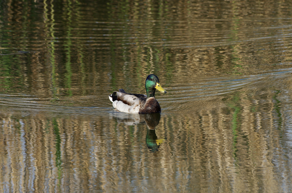 Stockente im Herbst