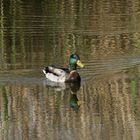 Stockente im Herbst