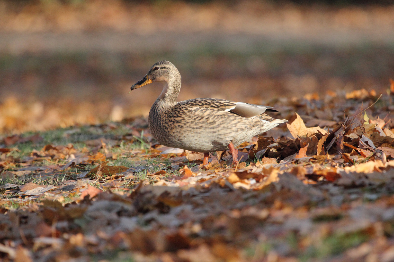 Stockente im Herbstlaub