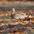 Stockente im Herbstlaub