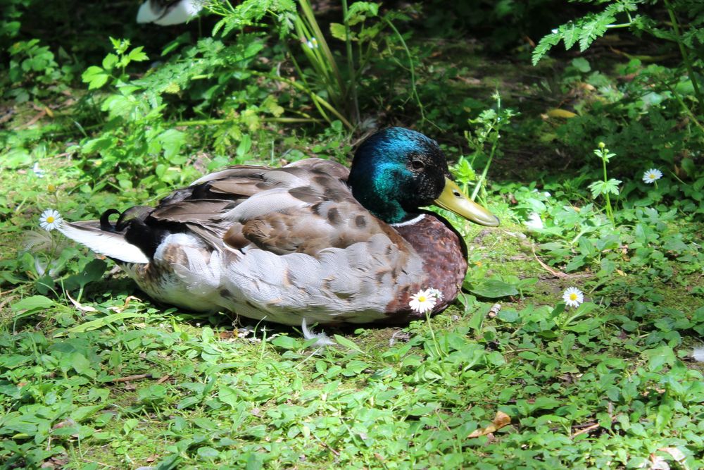 Stockente im Juni