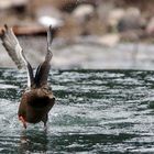 Stockente im Landeanflug