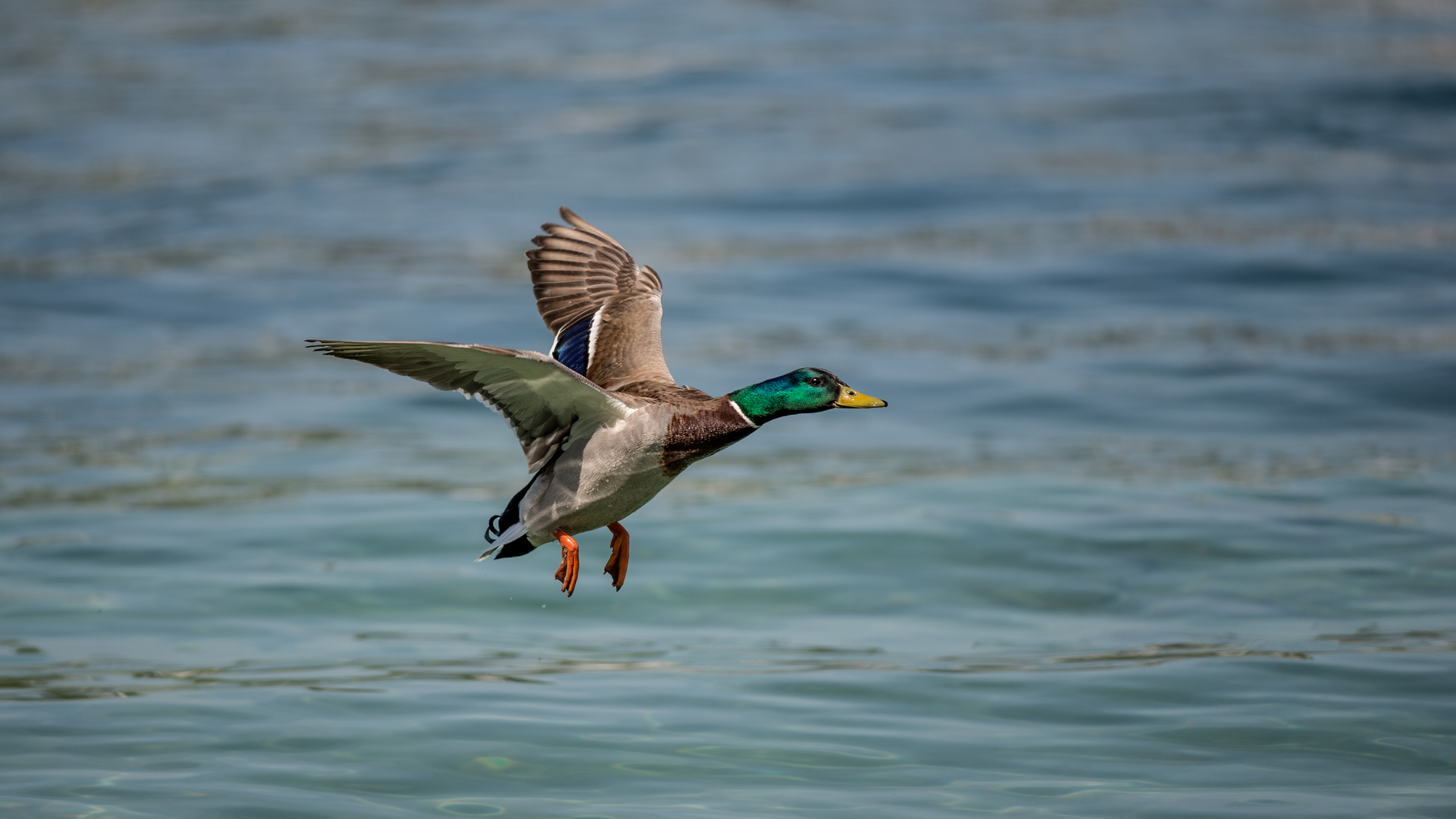 Stockente  im Landeanflug