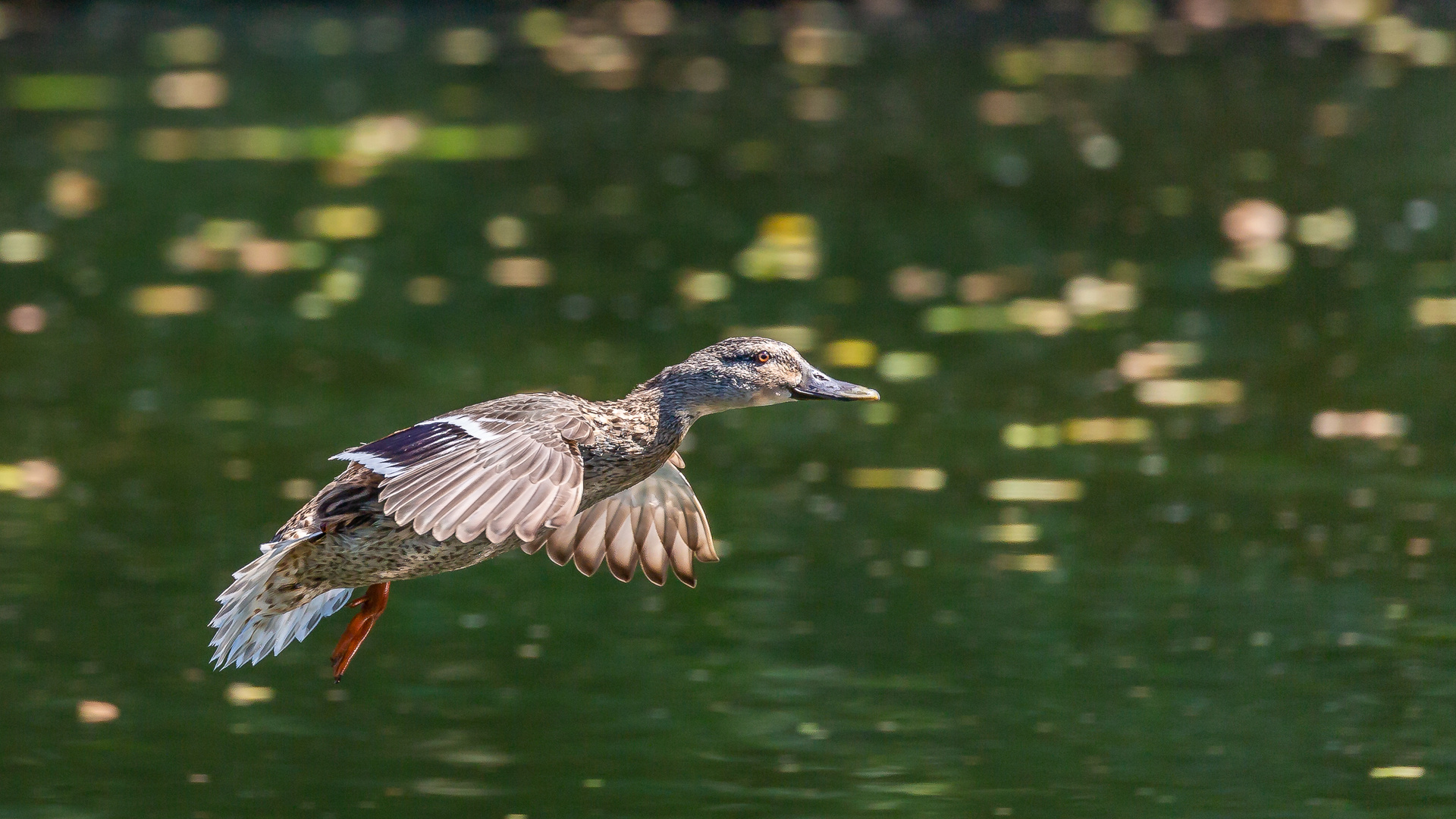 Stockente im Landeanflug