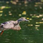 Stockente im Landeanflug