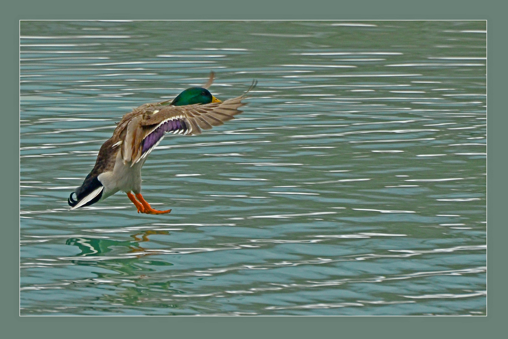 Stockente im Landeanflug