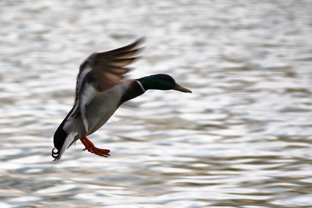 Stockente im Landeanflug