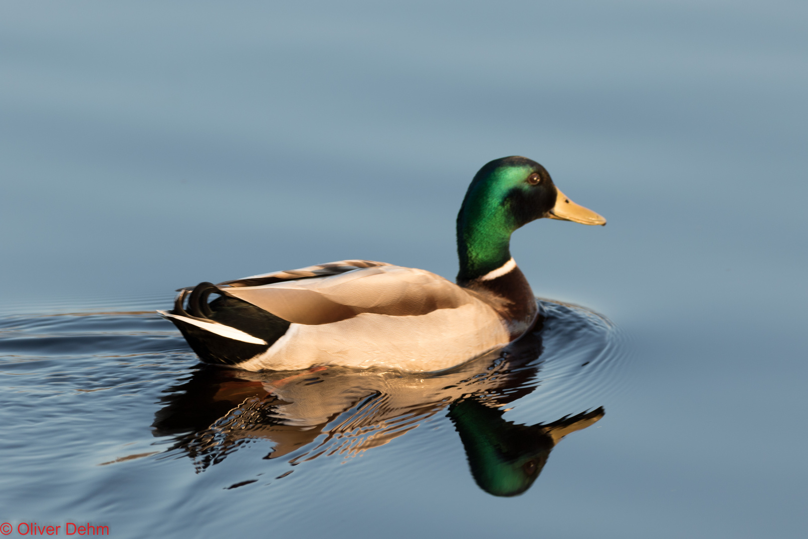 Stockente im letzten Abendlicht