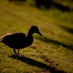 Stockente im letzten Sonnenlicht