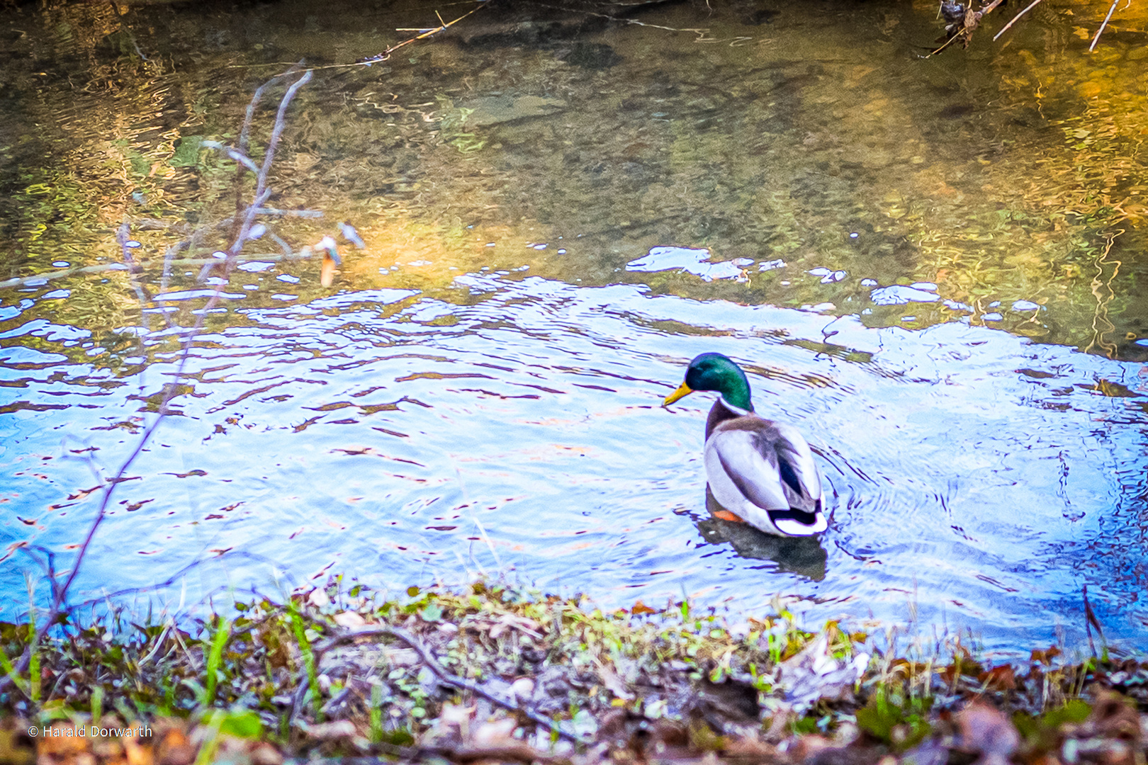 Stockente im Mühlbach