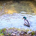 Stockente im Mühlbach