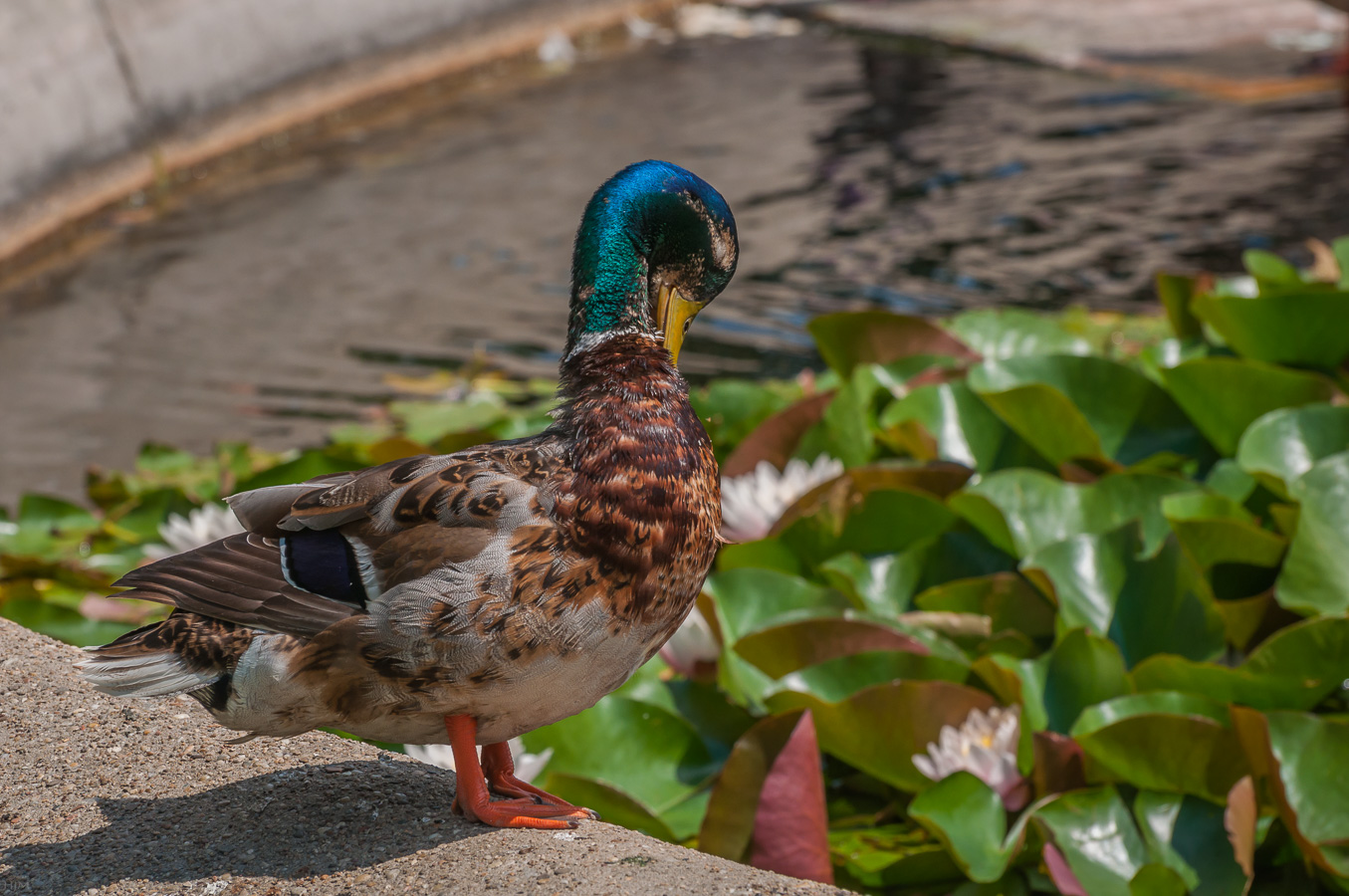 Stockente im Prachtkleid