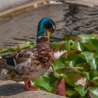 Stockente im Prachtkleid