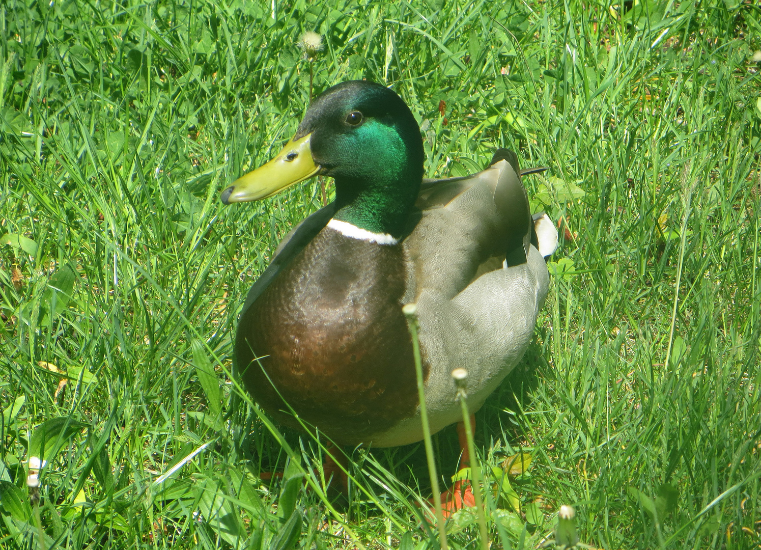 Stockente im Prachtkleid