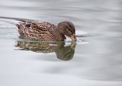 Stockente im ruhigen Wasser