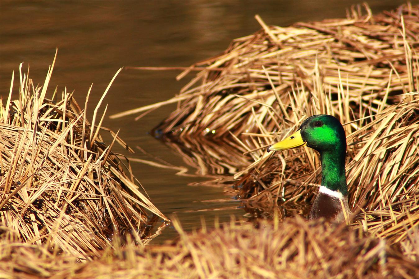 Stockente im Schilf