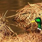 Stockente im Schilf