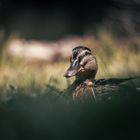 Stockente im Schlosspark