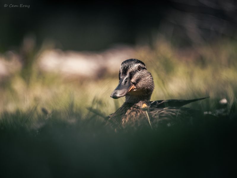 Stockente im Schlosspark