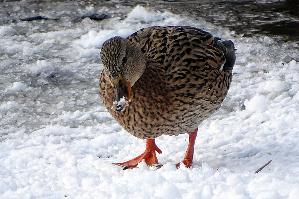 Stockente im Schnee