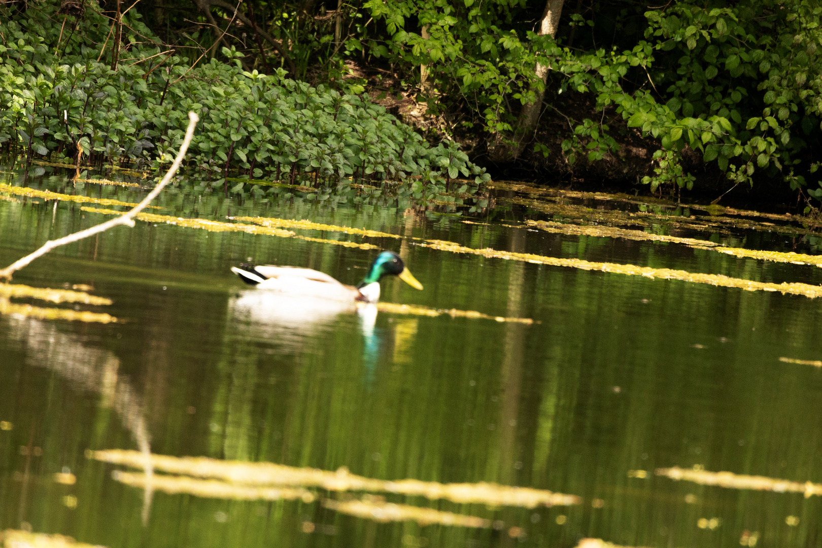 Stockente im See