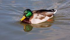 Stockente im Sonnenlicht