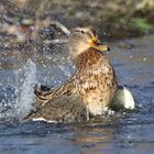 Stockente im Spaßbad