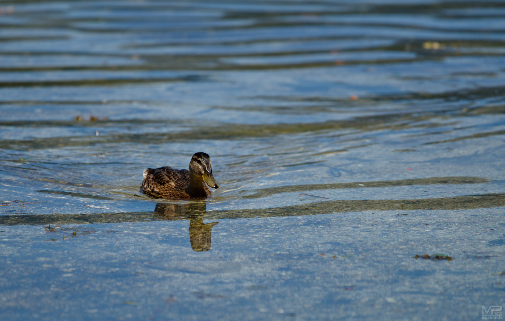 Stockente im Spiegel