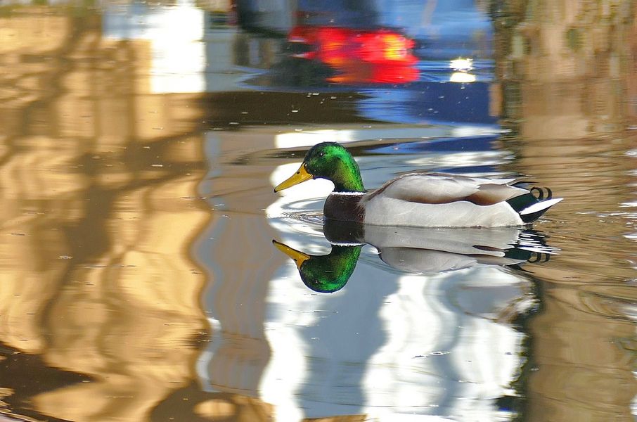 Stockente im Spiegel