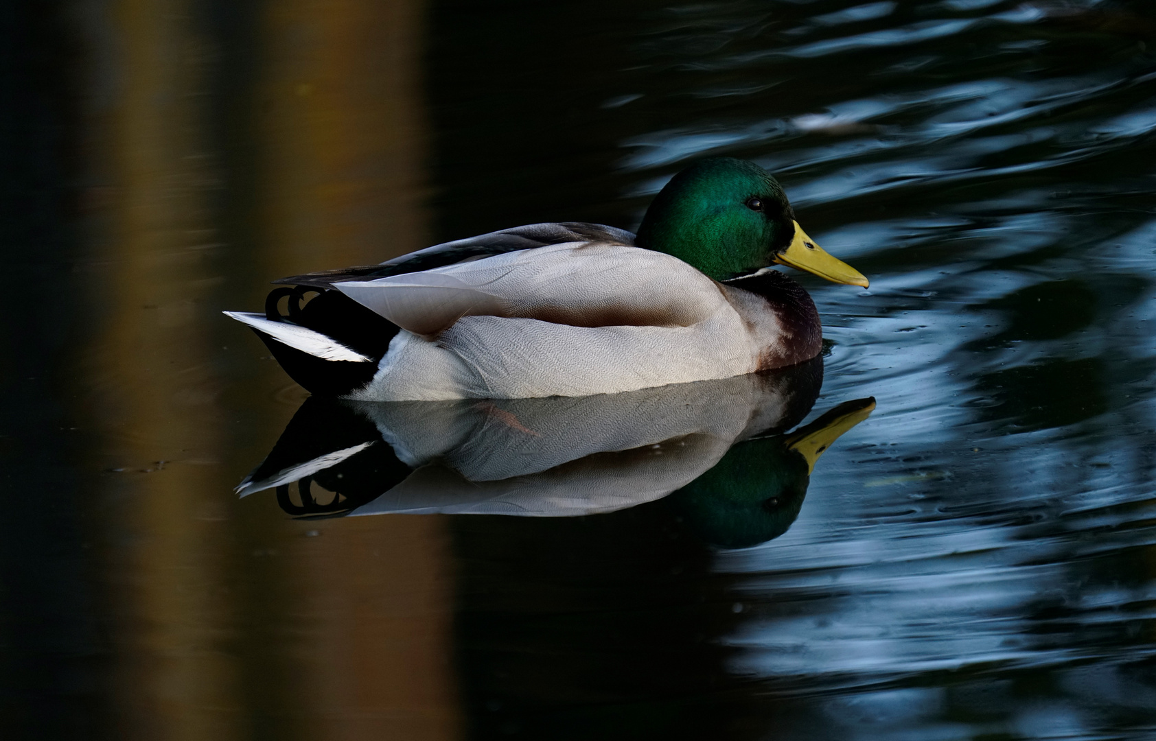 Stockente  im Spiegel