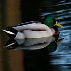 Stockente  im Spiegel