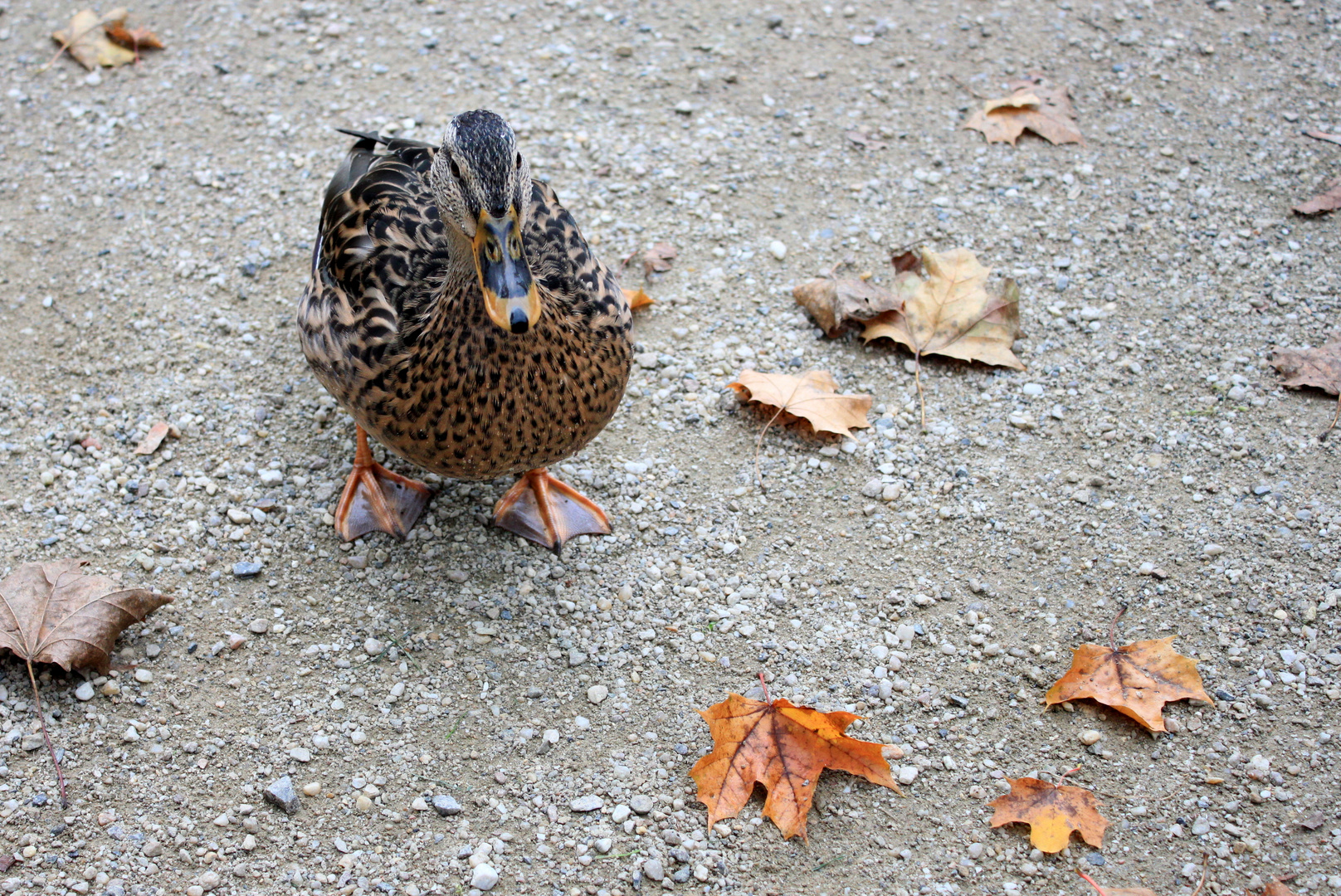 Stockente im Stadtpark