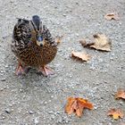 Stockente im Stadtpark