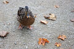 Stockente im Stadtpark