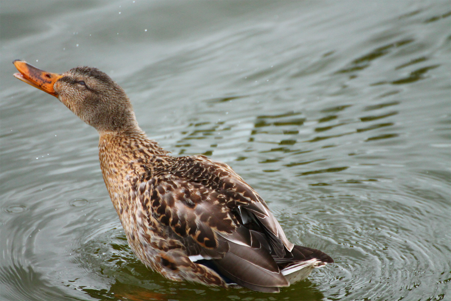 Stockente im Stettiner Haff