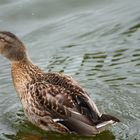 Stockente im Stettiner Haff