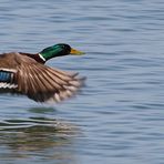 Stockente im Tiefflug