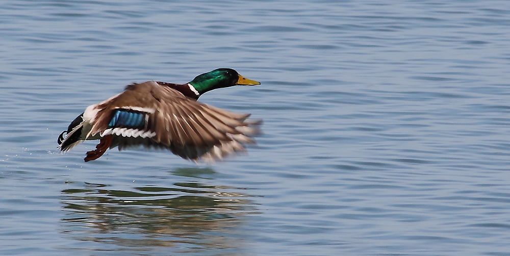 Stockente im Tiefflug