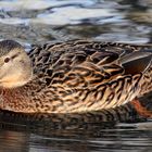 Stockente im Tierpark Lange Erlen, Basel - CH