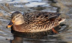 Stockente im Tierpark Lange Erlen, Basel - CH