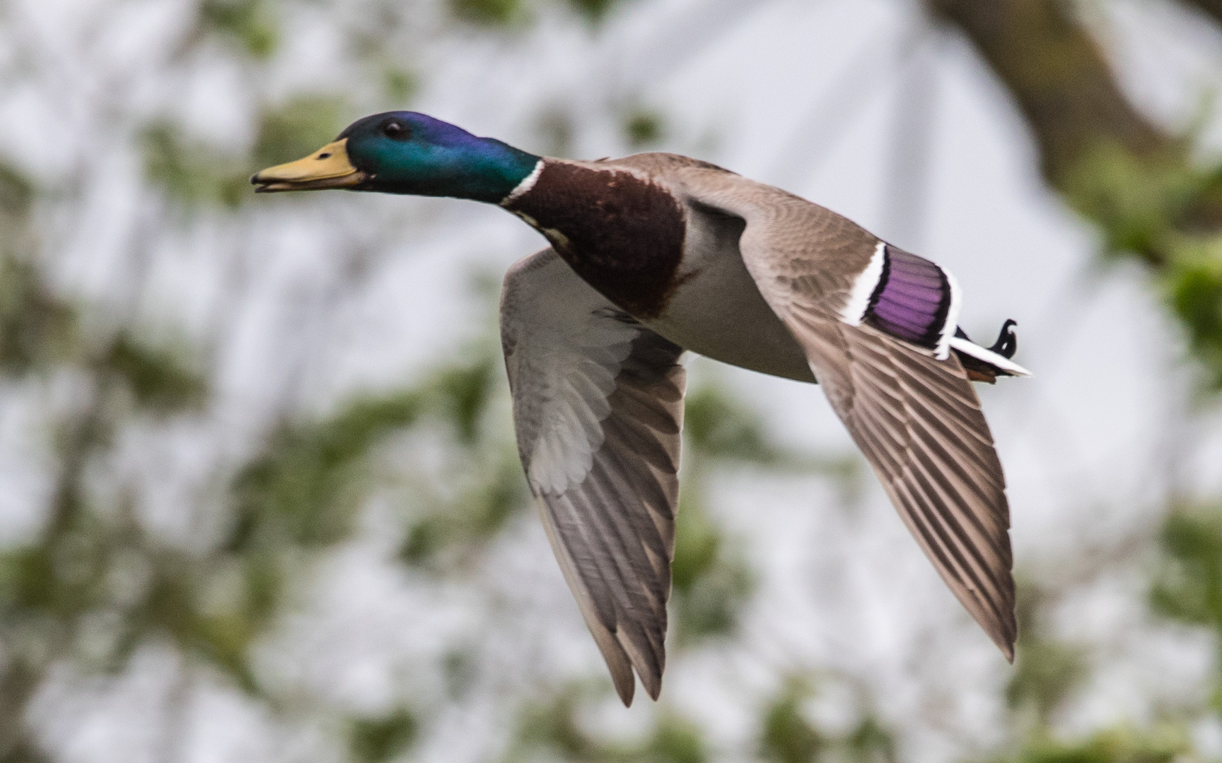 Stockente im Überflug.