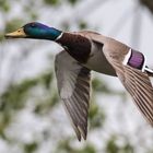 Stockente im Überflug.