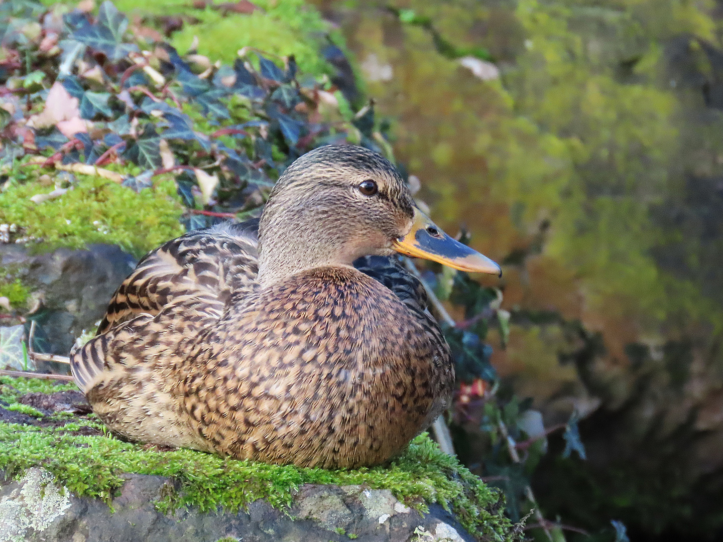 Stockente im Verna-Park (15.01.2023)