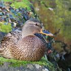 Stockente im Verna-Park (15.01.2023)