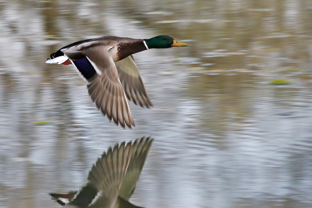 Stockente im Vorbeiflug