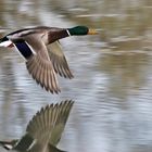 Stockente im Vorbeiflug