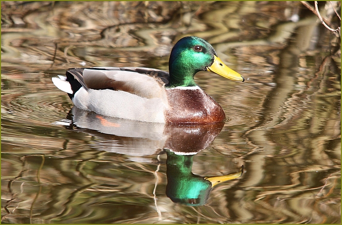 Stockente im Waldteich